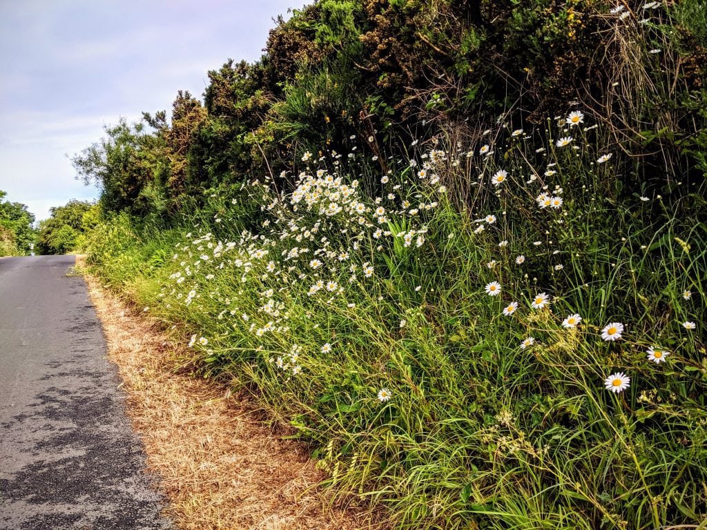 Daisies on the Comber Greenway